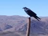 Raven