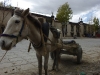 Horse cart