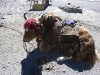 Yak