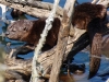 Otter on branches
