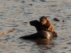 Otters at play