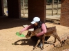 Nguni calf feeding