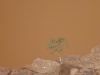 Looking down onto the Murchison River - in flood following a cyclone, chocolate brown with sediment