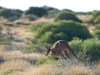 And when it becomes too arid for trees, bush scrub (with obligatory hopper) takes over