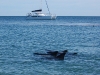 We saw lots of inshore dolphins on the coast, not only the famous bunch at Monkey Mia