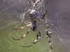And we saw ugly bugs, like this gnarly spider. I haven\'t the first clue whether this one is deadly or friendly
