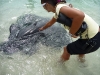 Stingrays are definitely deadly, and we all know what happened to Steve Irwin when he played with stingrays, don\'t we Maureen