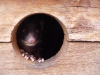 The ring-tail possum isn\'t coming out to play, cos all the brush-tailed possums stole his territory