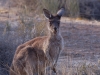 S\'cuse me, any particklar reason why the loveable grey kangaroo doesn\'t get an entry?