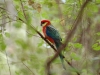 We found some stunning birds on our wanderings as well