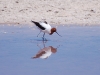 This poor bird got his bill stuck in a closing door, and now he stares mournfully at his reflection all day