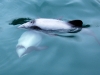These Hector\'s Dolphins were beautiful, their graceful movements carried out in silence in the mirror flat waters of the QCS except for the \'pfff-hu\' of their breathing