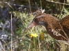 Second pluckiest being the daft Weka. This one ran off into the bushes at our approach, but I stopped and said \'come out, we have snacks\'... and he emerged cautiously to see