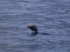 This might be the rarest thing we saw, the Fiordland Crested Penguin