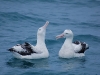 \'Yes, you are looking a little chubby around the neck. I\'d cut down on the squid and try a few beak-lifts every day\'
