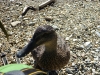 This is definitely an alien invader. This Mallard looks harmless, but NZ\'s native ducks can\'t compete with them and are disappearing fast
