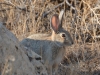 Mammal #1 - the Desert Cottontail