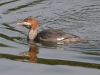 The Merganzer, an avian interlude