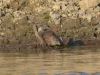 Mammal #4 - a slightly blurry Common Muskrat
