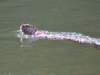 Mammal #6 - the River Otter (of course he\'s #1 really)