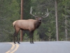 Mammal #8 - Mr Shouty, the Elk