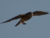 This American Kestrel seems to have caught a big bug