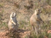 Mammal #20 - chubby meerkats, aka Black-tailed Prairie Dogs