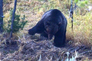 He would bury the carcass, then decide he was peckish and unbury it