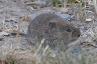 Wildlife around our cabin - the little sagebrush vole