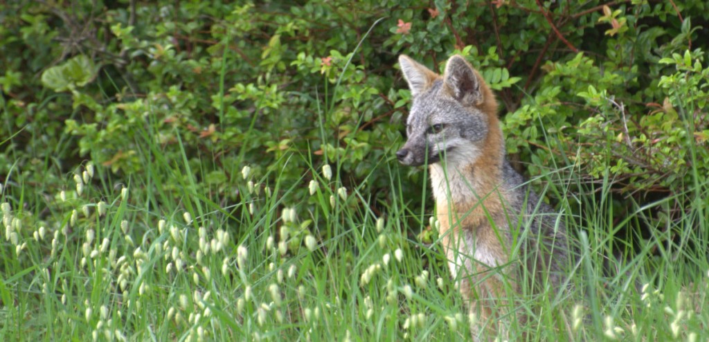 Grey fox