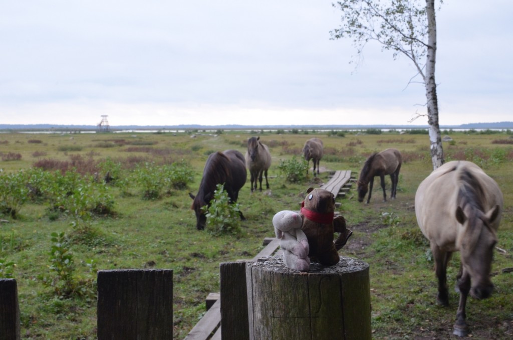 Wild horses