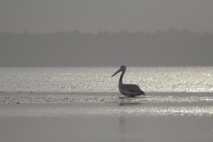 Pelican, no otters