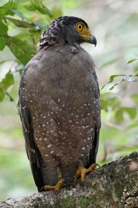 Eagle in the forest