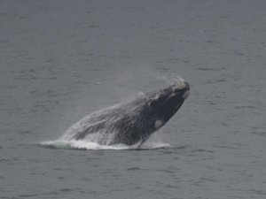 Whale!